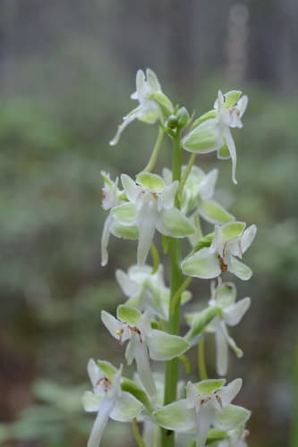 Lesser Roundleaved Orchid (Platanthera orbiculata)