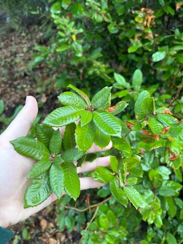 Tanoak (Notholithocarpus densiflorus)