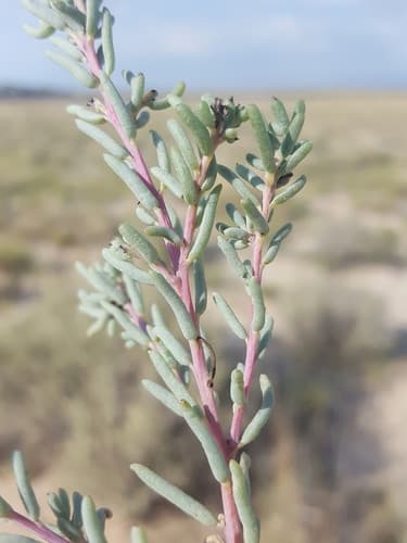 Bush Seepweed (Suaeda nigra)