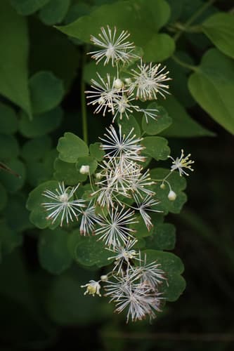 Muskratweed (Thalictrum polygamum)