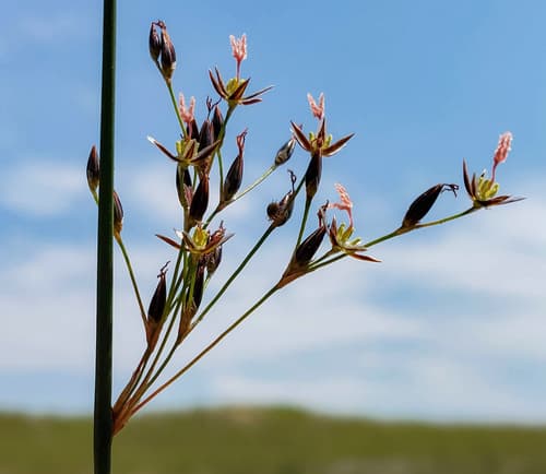 Baltic Rush (Juncus balticus)