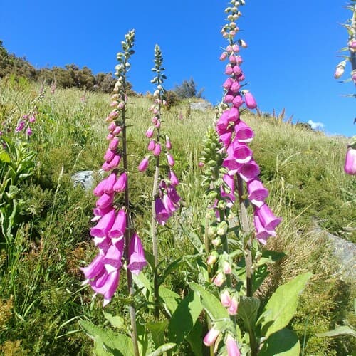 Foxglove (Digitalis purpurea)