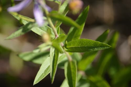 Cascade Aster (Eucephalus ledophyllus)