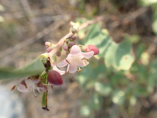 Wolfberry (Symphoricarpos occidentalis)