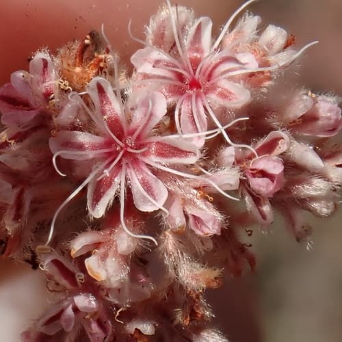 Coastal Buckwheat (Eriogonum cinereum)
