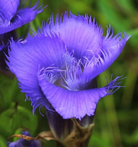 Fringed-gentian (Gentianopsis crinita)