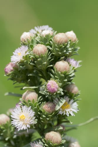 Alkali Aster (Symphyotrichum frondosum)