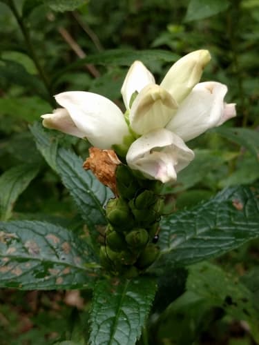 Balmony (Chelone glabra)