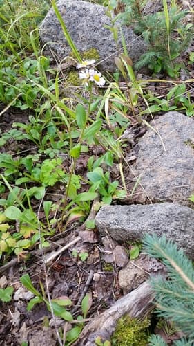 Sprucefir Fleabane (Erigeron eximius)
