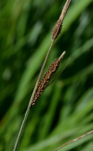 Upright Sedge (Carex stricta)