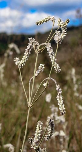 Florida Snake-cotton (Froelichia floridana)