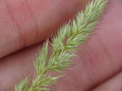 Spiked Muhly (Muhlenbergia glomerata)