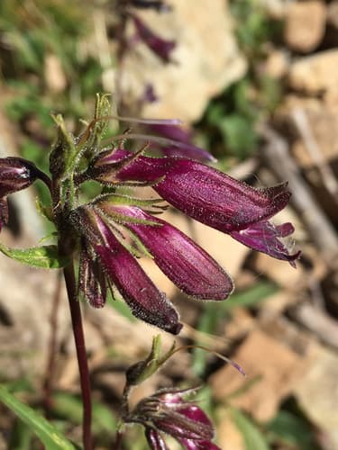 Whipple's Penstemon (Penstemon whippleanus)