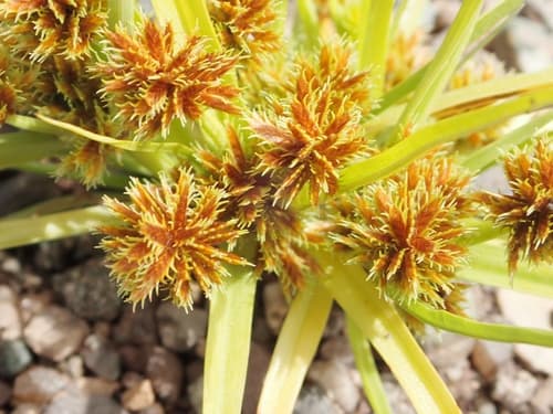 Bearded Flat Sedge (Cyperus squarrosus)