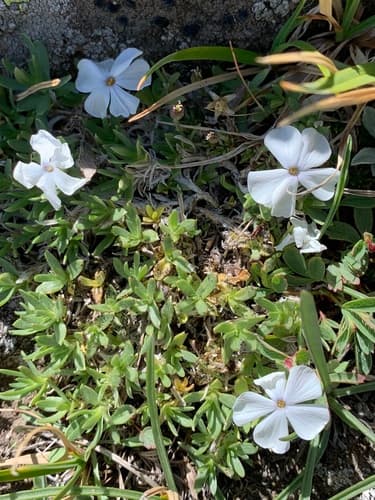Cushion Phlox (Phlox pulvinata)