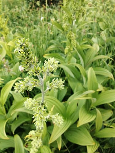 American False Hellebore (Veratrum viride)