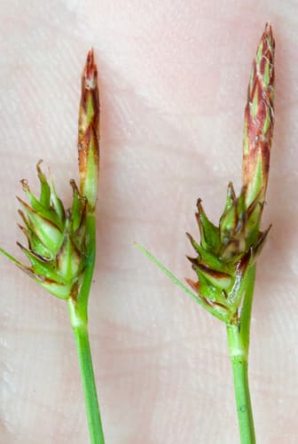 Shaved Sedge (Carex tonsa)