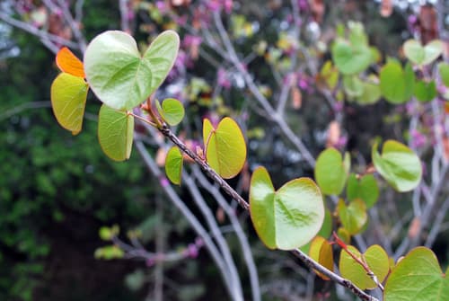 Western Redbud (Cercis occidentalis)