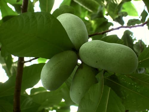 Indian-banana (Asimina triloba)