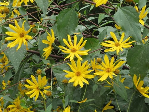 Jerusalem-artichoke (Helianthus tuberosus)