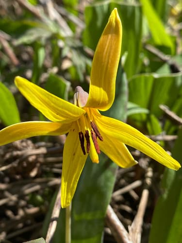 Trout-lily (Erythronium americanum)