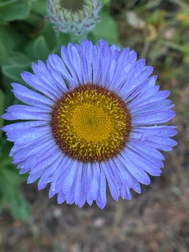 Seaside daisy (Erigeron glaucus)