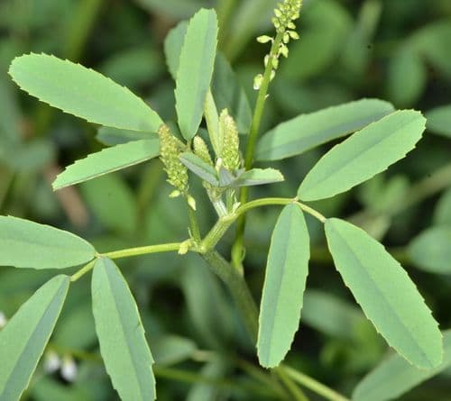White sweet-clover (Melilotus albus)