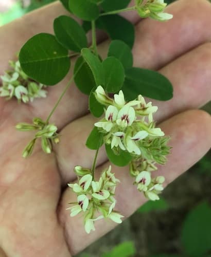 Hairy Bush-clover (Lespedeza hirta)