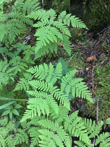 Western Oak Fern (Gymnocarpium disjunctum)