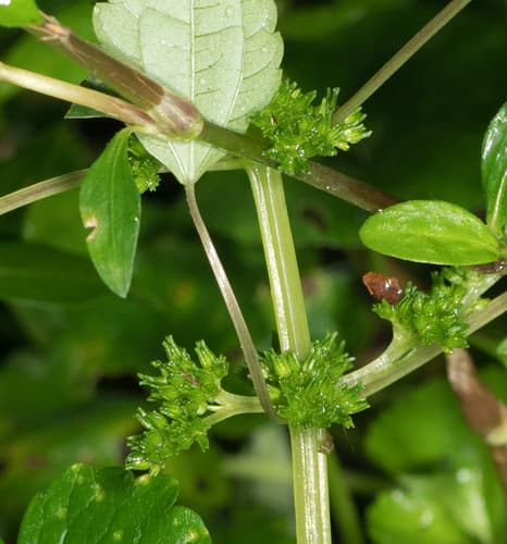 Clearweed (Pilea pumila)