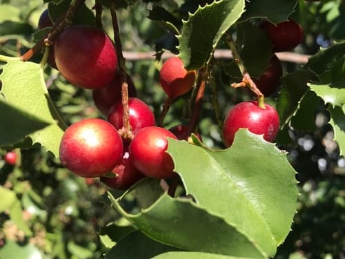 Hollyleaf Cherry (Prunus ilicifolia)