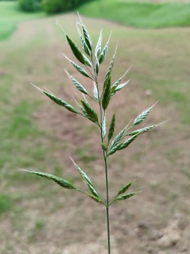 Smooth Brome (Bromus racemosus)