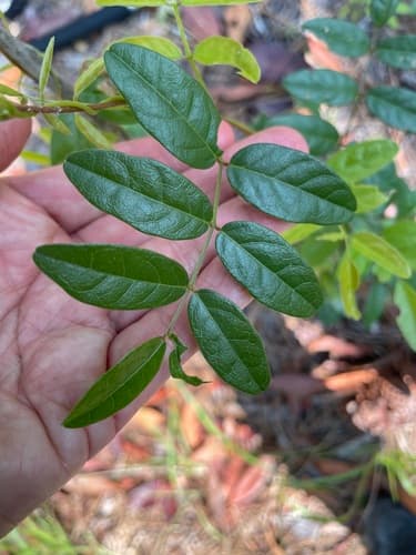 Elliott's Milkpea (Galactia elliottii)