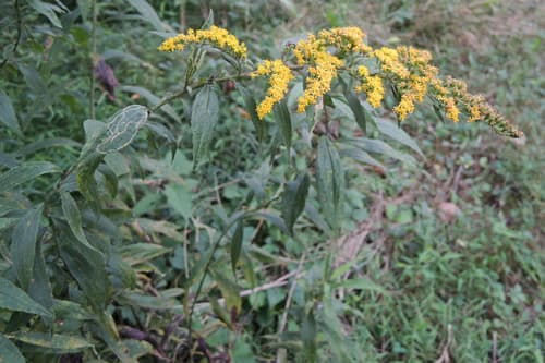 Canadian Goldenrod (Solidago canadensis)