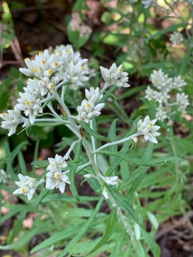 Catfoot (Pseudognaphalium obtusifolium)