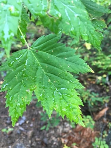 Rocky Mountain Maple (Acer glabrum)