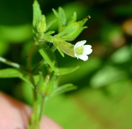 Clammy Hedgehyssop (Gratiola neglecta)