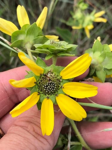 Texas green eyes (Berlandiera texana)