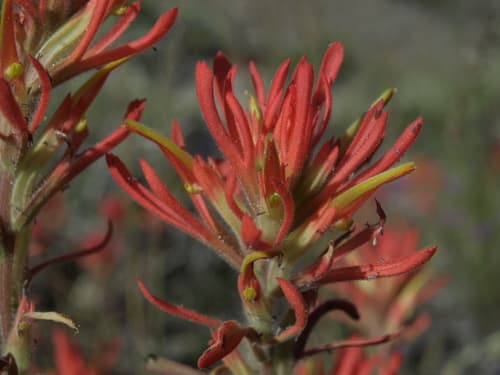 Wavy-leaf Paintbrush (Castilleja applegatei)