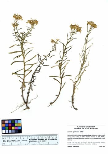 Broom-like Ragwort (Senecio spartioides)