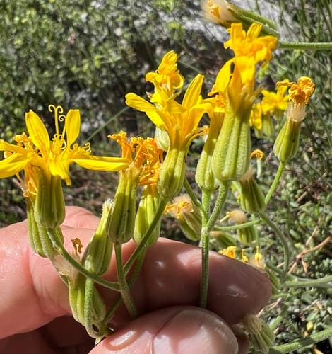 Limestone Hawksbeard (Crepis intermedia)