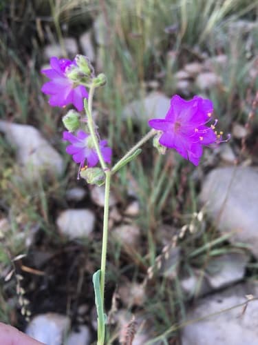 Narrowleaf Four O'clock (Mirabilis linearis)