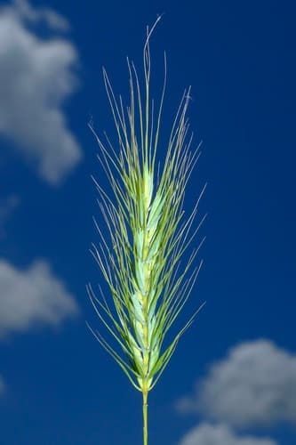 Virginia Wild Rye (Elymus glabriflorus)