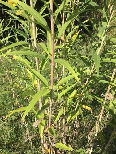 Nuttall'S Sunflower (Helianthus nuttallii)