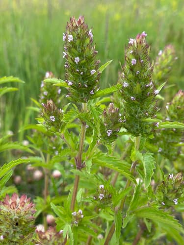 American Dragonhead (Dracocephalum parviflorum)