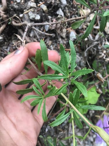 Bush Penstemon (Penstemon fruticosus)