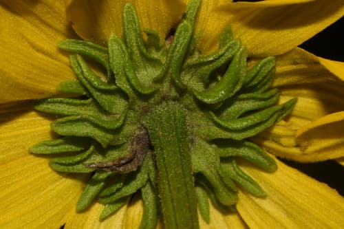 Rough Coneflower (Rudbeckia alismifolia)
