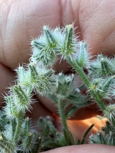 Basin Cryptantha (Cryptantha ambigua)
