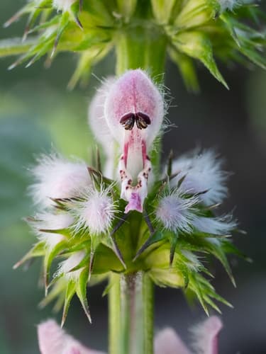 Motherwort (Leonurus cardiaca)