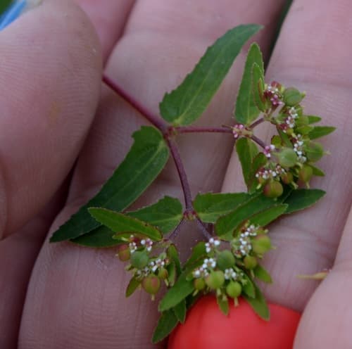 Eyebane (Chamaesyce nutans)